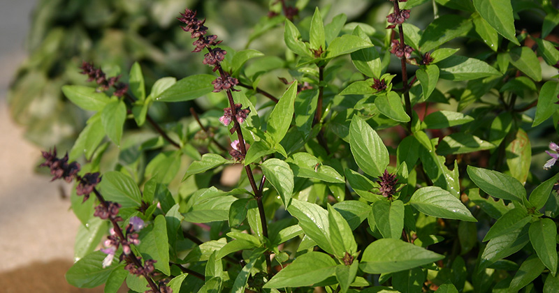 Na obrázku je thajská bazalka, ako jedna zo surovín, ktorá nám odpovedá na otázku čo vlastne jeme