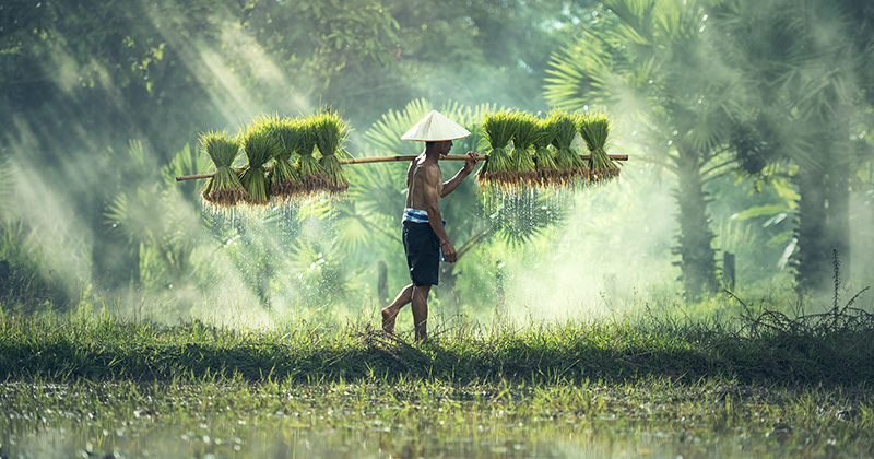 Na obrázku je pracovník na poli v Ázii